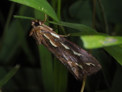 Meyrickella torquesauria