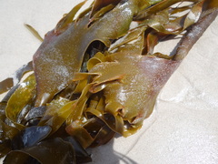 Ecklonia maxima