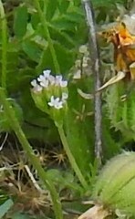 Valerianella locusta