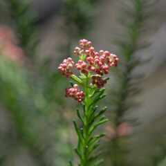 Ozothamnus diosmifolius