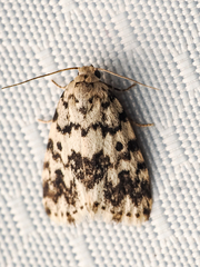 Aemene taprobanis