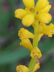 Synaphea