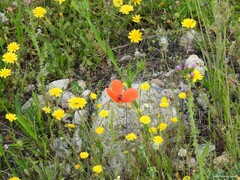 Carduus pycnocephalus