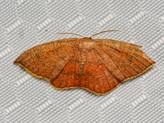 Pseudhyria rubra