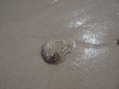 Haliotis midae