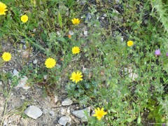 Biserrula pelecinus