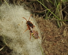 Nomada