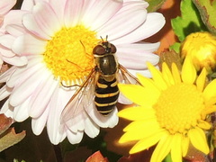 Syrphus ribesii