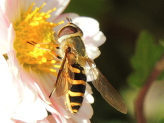Syrphus ribesii