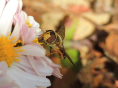 Syrphus ribesii