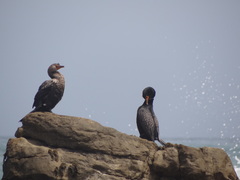 Microcarbo coronatus