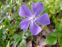 Vinca