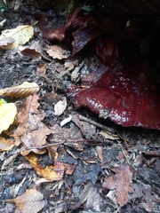Fistulina hepatica