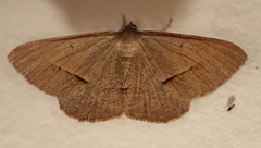 Isturgia penthearia