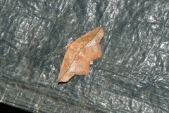 Polyacme dissimilis