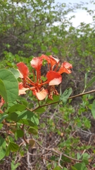 Bauhinia petersiana