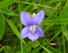 Viola canina