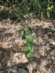 Crotalaria verrucosa
