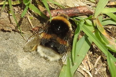 Bombus lucorum