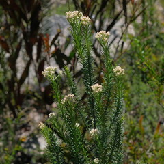 Ozothamnus diosmifolius