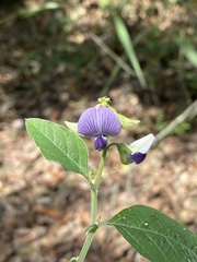 Crotalaria verrucosa