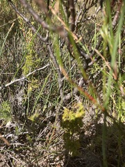 Leucadendron modestum