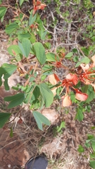 Bauhinia petersiana