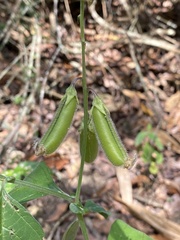 Crotalaria verrucosa
