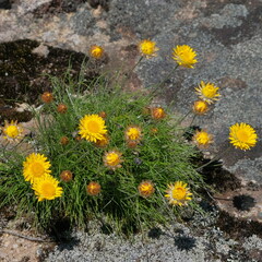 Leucochrysum graminifolium
