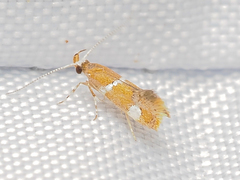 Promalactis longiuncata