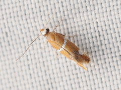 Promalactis longiuncata