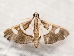 Glyphodes bicolor