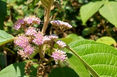 Callicarpa formosana
