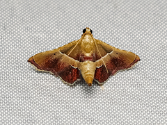 Endotricha repandalis