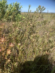Leucadendron modestum