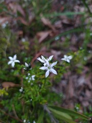 Orianthera serpyllifolia