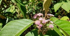 Callicarpa formosana