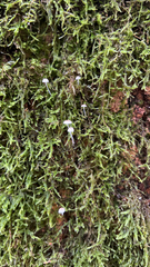 Hemimycena