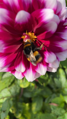 Bombus