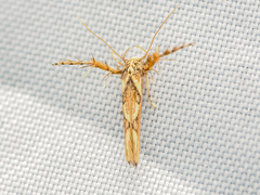 Stathmopoda stimulata