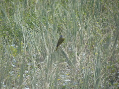 Serinus canicollis