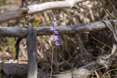 Thelymitra ixioides
