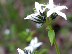 Orianthera serpyllifolia