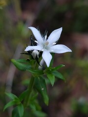 Orianthera serpyllifolia
