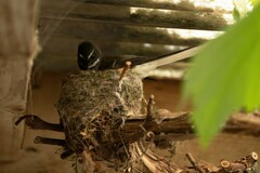 Rhipidura fuliginosa fuliginosa