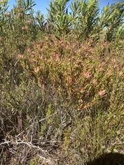 Leucadendron modestum