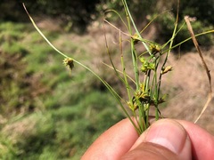 Carex inversa