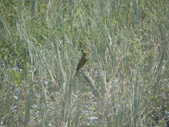 Serinus canicollis