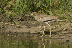Burhinus vermiculatus