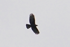 Pernis ptilorhynchus orientalis